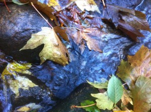 Homeopathic Proving of Musqueam Creek Water (Aqua XwMuthkwium)