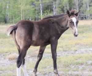 Homeopathic Proving of Nemiah Valley Wild Horse (Equus ferus caballus)