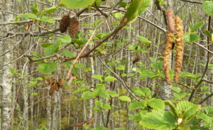 aldercatkins