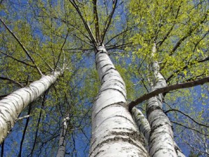 beautiful-birch-trees-with-fresh-green-leaves-file-photo-po