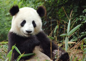 Homeopathic Proving of Giant Panda (Ailuropoda melanoleuca)