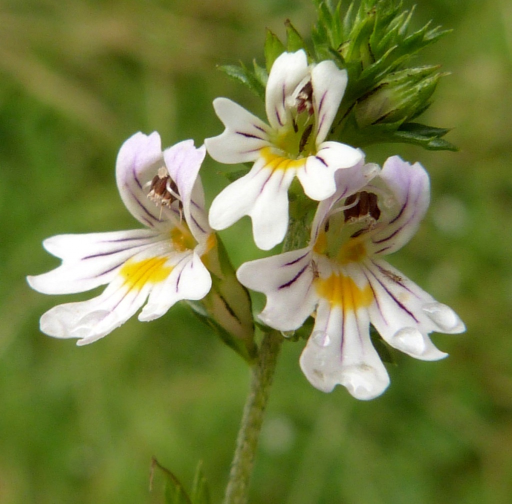 Homeopathy for seasonal allergies: Euphrasia