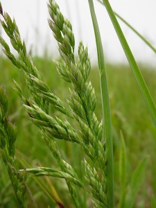 Homeopathic Proving of Poa Pratensis (Kentucky Bluegrass)