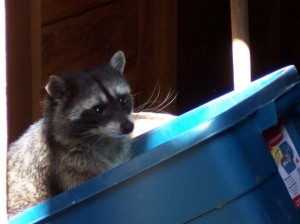 raccoon-photo