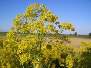 Homeopathic Proving of Isatis Tinctoria (Woad)